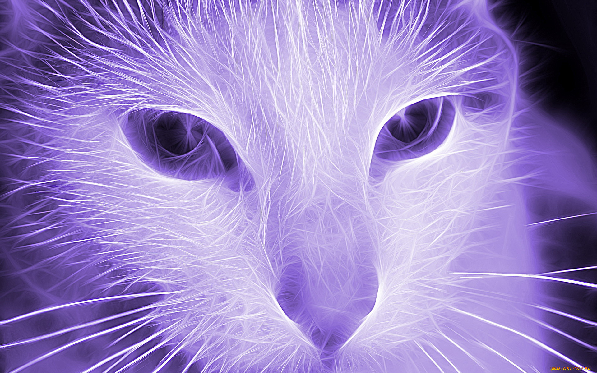 3, , animals, 